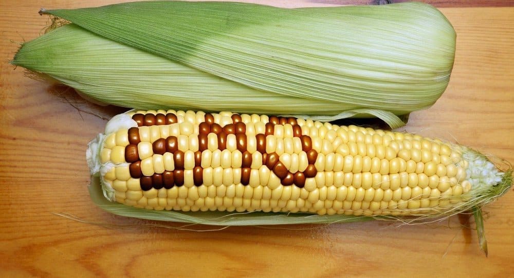 Detecting genetically modified food (GMO)